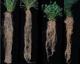 four types of cover crop roots
