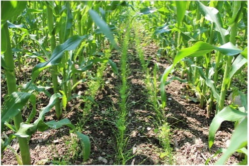 intercropping cover crop between rows of corn