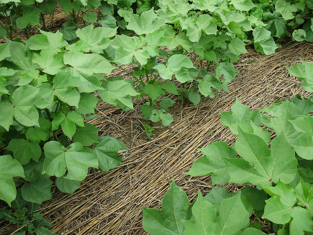 Productivity with cover crops in Indiana