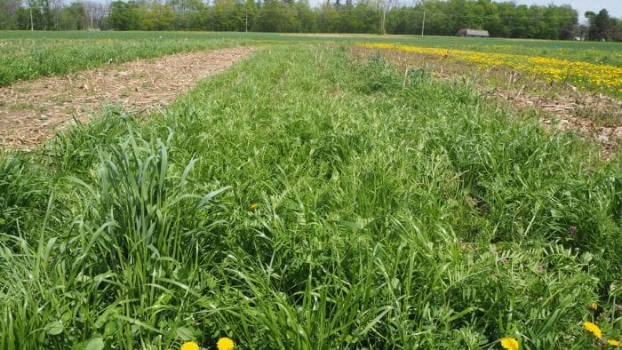 Cover crop test plots