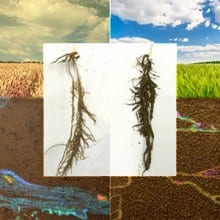 bacteria on wheat roots in dryland and irrigated conditions
