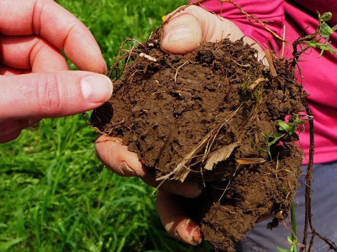 Soil at Cornell’s Musgrave Research Farm in Aurora, New York by Kitty Gifford