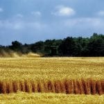 Ohio Wheat