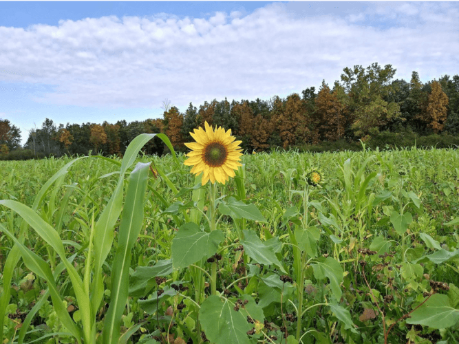 Red Clover and Sunflower Cover crops