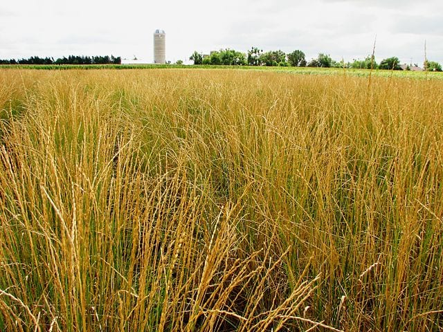 Field of ripening intermediate wheatgrass (Thinopyrum intermedium) at The Land Institute's research farm in Salina, Kansas.