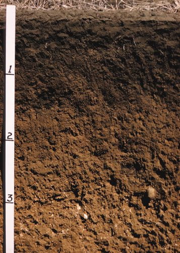 NRCS Soil Profile