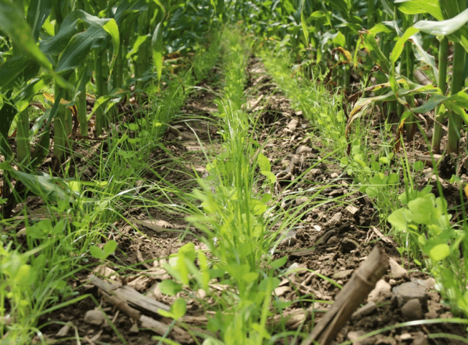 grass and legume cover crop interseeded into corn