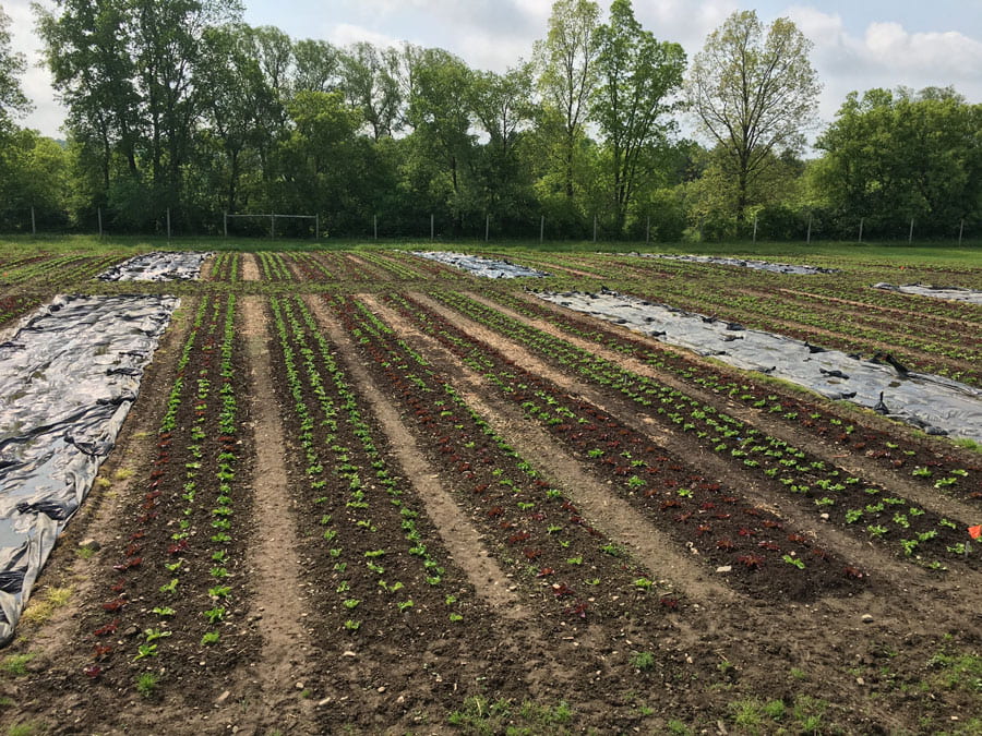 Lettuce in beds for tarping trial