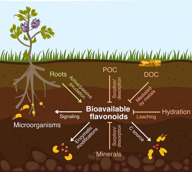 Plant Soil Interaction