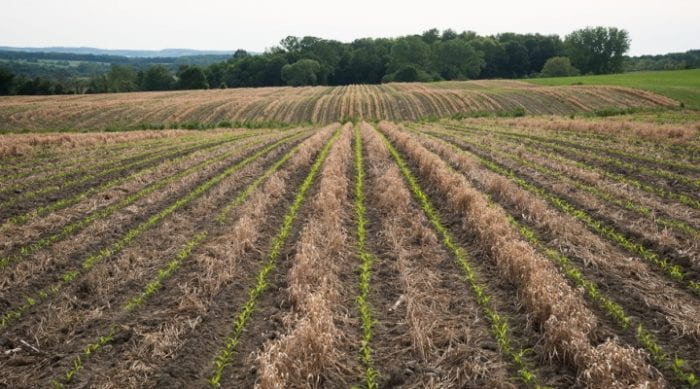 NY corn field
