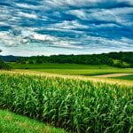 Corn and agricultural landscape in Wisconsin