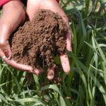 soil in human hands