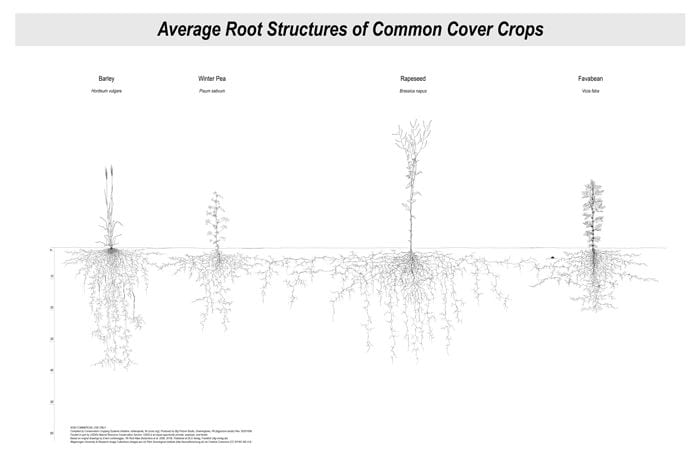 The Conservation Cropping Systems Initiative developed detailed drawings of roots on common cover crops.