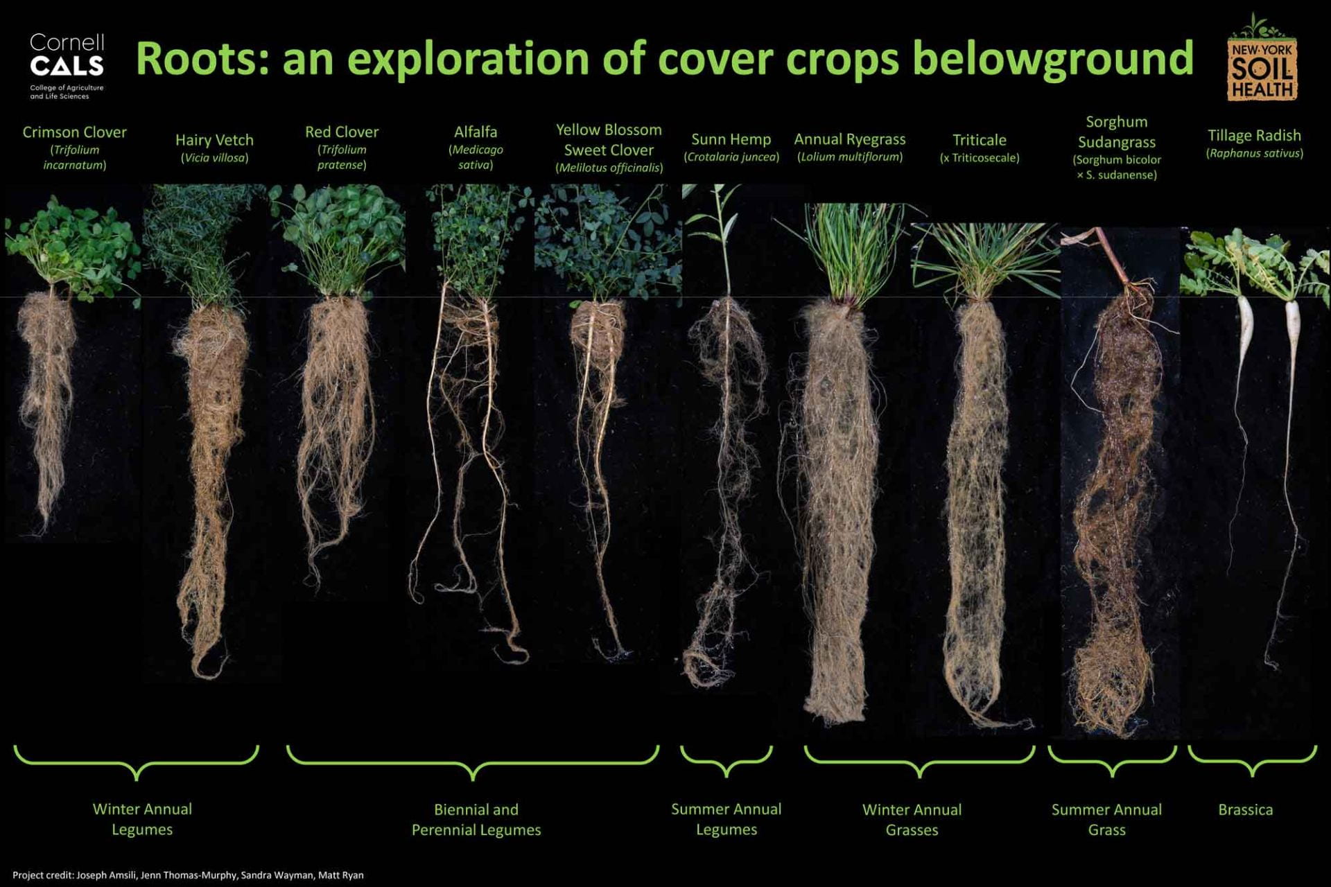 small image of poster showing cover crop roots below ground