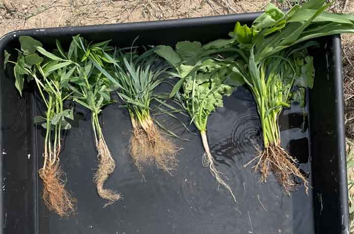 washed roots of various cover crop species, with green plant parts still attached, on a black tarp