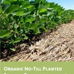Cover for Organic No-till Planted Soybean production guide. Soybean plants with rye mulch.