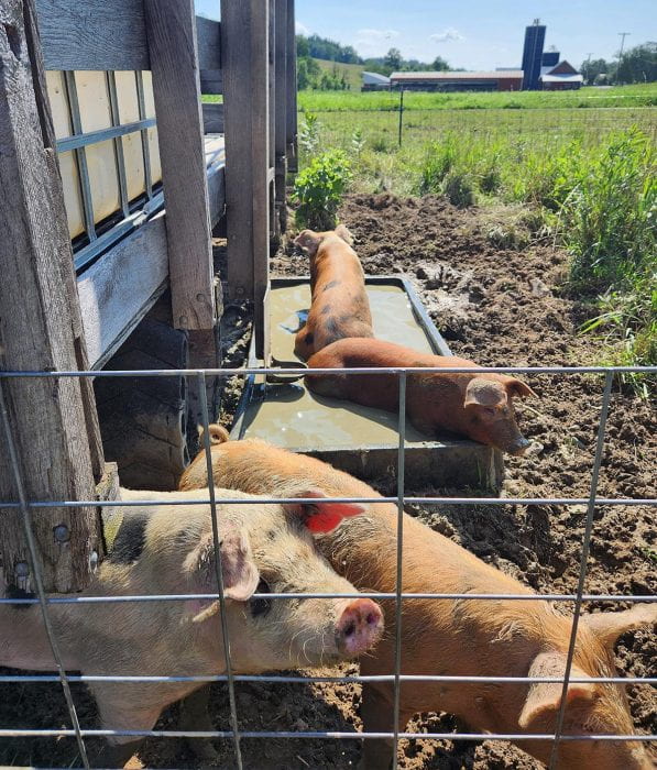 Four pinkish pigs in a pen on a sunny day