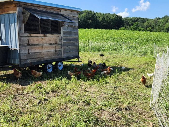 Wooden chicken coop on wheels and chickens scattered around it